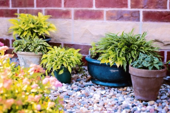 plants-in-pots